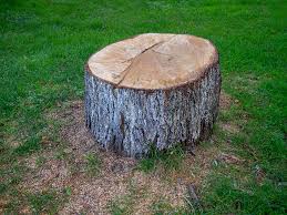 Best Tree Mulching  in Newport, WA
