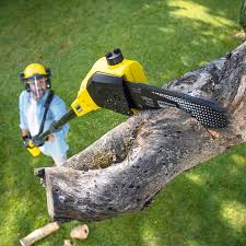 Best Tree Disease Treatment  in Newport, WA