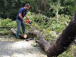 Best Tree Preservation Services  in Newport, WA