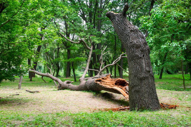 Best Storm Damage Tree Cleanup  in Newport, WA