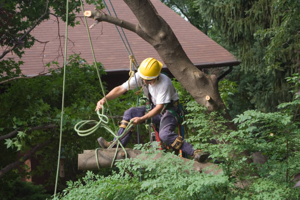 How Our Tree Care Process Works  in  Newport, WA