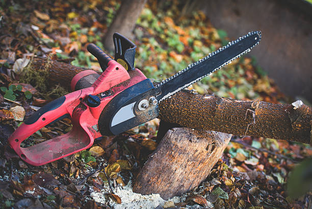 Best Tree Health Inspection  in Newport, WA