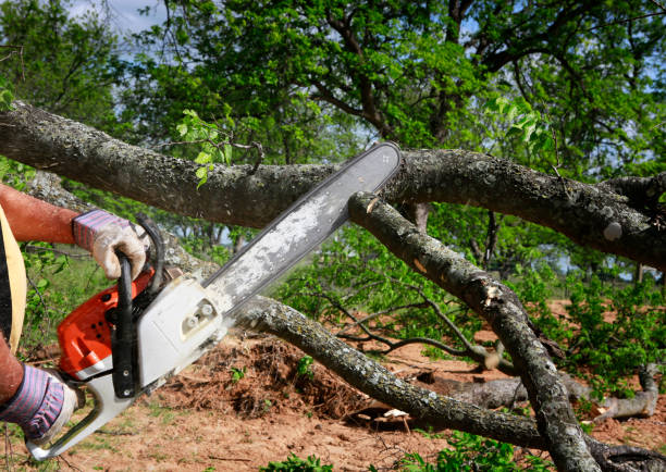 Trusted Newport, WA Tree Care Experts