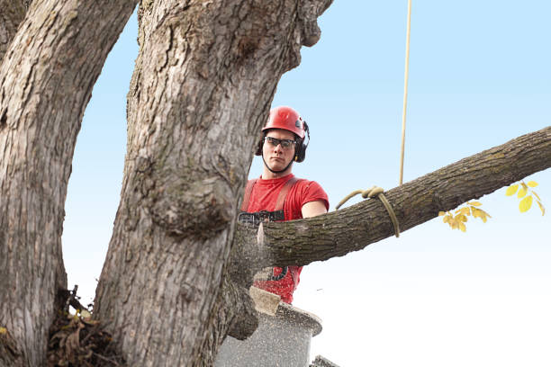 Best Hazardous Tree Removal  in Newport, WA