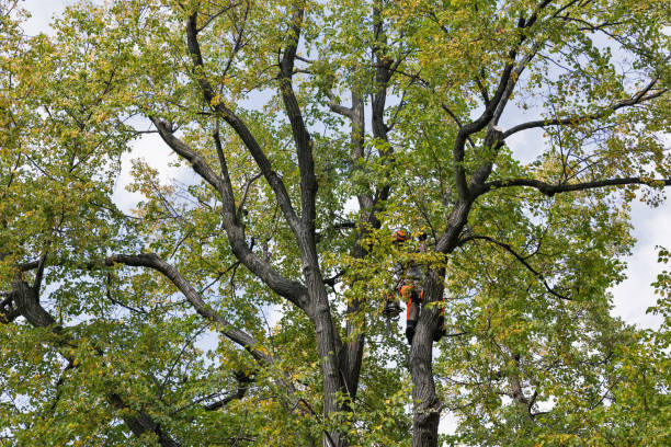 Best Tree Risk Assessment  in Newport, WA